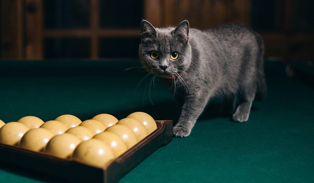 cat on top of pool table